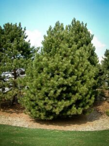 Сосна Чёрная (Pinus Nigra) купить по цене от 270.00р. в интернет-магазине «Посадика» с доставкой почтой в в Рыбноее и по всей России – [изображение №1].