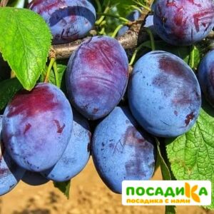 Слива Чачакская ранняя купить по цене от 229.00р. в интернет-магазине «Посадика» с доставкой почтой в в Рыбноее и по всей России – [изображение №1].