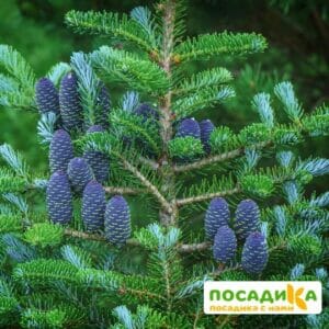 Пихта корейская (Abies koreana) купить по цене от 450.00р. в интернет-магазине «Посадика» с доставкой почтой в в Рыбноее и по всей России – [изображение №1].