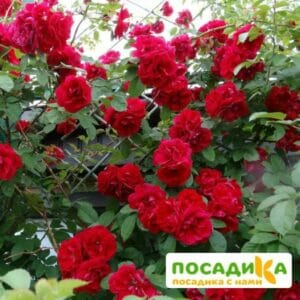 Роза плетистая Амадеус купить по цене от 399.00р. в интернет-магазине «Посадика» с доставкой почтой в в Рыбноее и по всей России – [изображение №1].
