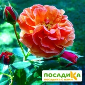 Роза Арабия купить по цене от 350.00р. в интернет-магазине «Посадика» с доставкой почтой в в Рыбноее и по всей России – [изображение №1].