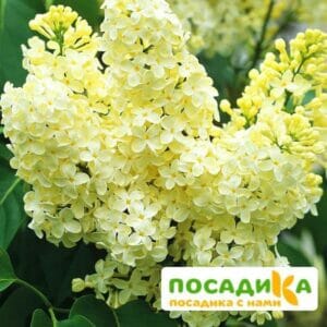 Сирень Примроуз (Primrose) купить по цене от 529.00р. в интернет-магазине «Посадика» с доставкой почтой в в Рыбноее и по всей России – [изображение №1].