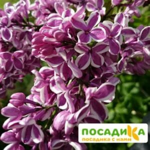 Сирень Сенсация купить по цене от 529.00р. в интернет-магазине «Посадика» с доставкой почтой в в Рыбноее и по всей России – [изображение №1].