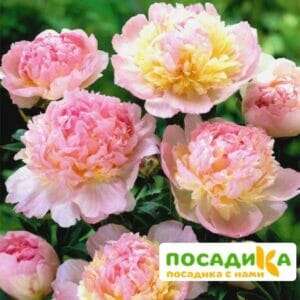 Пион Распберри Сандей (Paeonia Raspberry Sundae) купить по цене от 959р. в интернет-магазине «Посадика» с доставкой почтой в в Рыбноее и по всей России – [изображение №1].