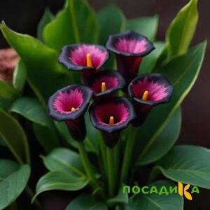Калла Аура Лейс купить по цене от 400р. в интернет-магазине «Посадика» с доставкой почтой в в Рыбноее и по всей России – [изображение №1].