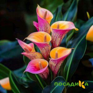 Калла Оникс купить по цене от 450р. в интернет-магазине «Посадика» с доставкой почтой в в Рыбноее и по всей России – [изображение №1].