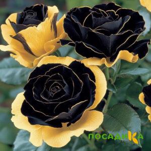 Роза Ханни Сикл купить по цене от 700р. в интернет-магазине «Посадика» с доставкой почтой в в Рыбноее и по всей России – [изображение №1].