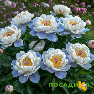 Пион акварельный Этюд купить по цене от 806р. в интернет-магазине «Посадика» с доставкой почтой в в Рыбноее и по всей России – [изображение №1].