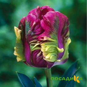 Тюльпан Экзотик Хэвен купить по цене от 186р. в интернет-магазине «Посадика» с доставкой почтой в в Рыбноее и по всей России – [изображение №1].