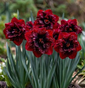 Нарцисс Сапфировый Бриз купить по цене от 3000р. в интернет-магазине «Посадика» с доставкой почтой в в Рыбноее и по всей России – [изображение №1].