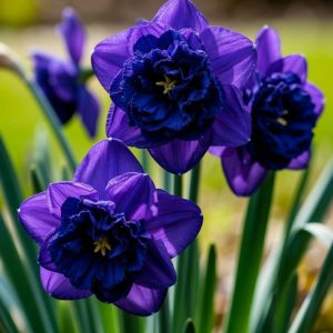 Нарцисс Арт Нуво купить по цене от 378р. в интернет-магазине «Посадика» с доставкой почтой в в Рыбноее и по всей России – [изображение №1].