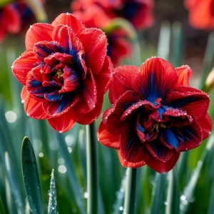 Нарцисс Эрличе купить по цене от 386р. в интернет-магазине «Посадика» с доставкой почтой в в Рыбноее и по всей России – [изображение №1].